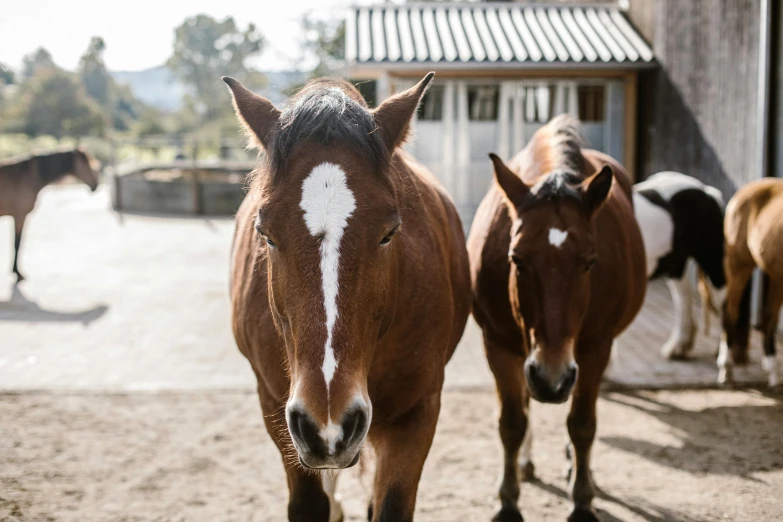 a couple of horses that are standing in the dirt, a portrait, unsplash, of augean stables, looking towards camera, brown, no crop