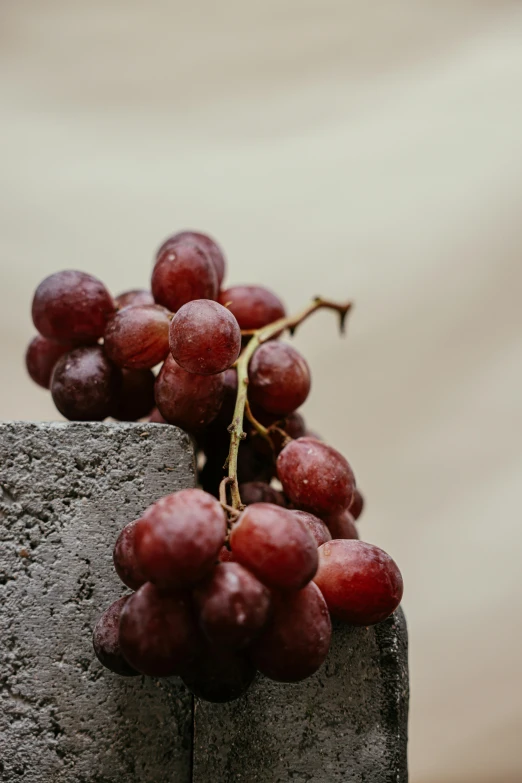 a bunch of grapes sitting on top of a cement block, on a gray background, upclose, ignant, uncrop