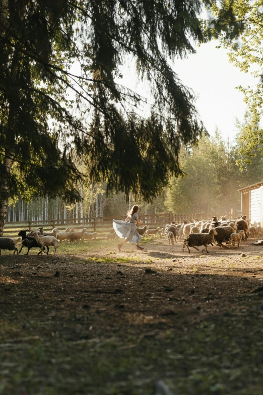 a herd of sheep standing on top of a lush green field, girl walking in forest, beautiful raking sunlight, whistler, farmhouse