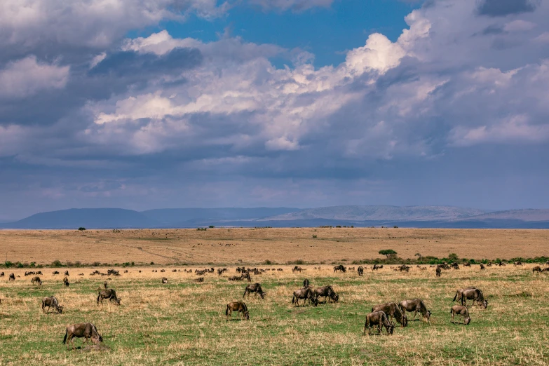 a herd of animals standing on top of a grass covered field, hurufiyya, clouds around, slide show, conde nast traveler photo