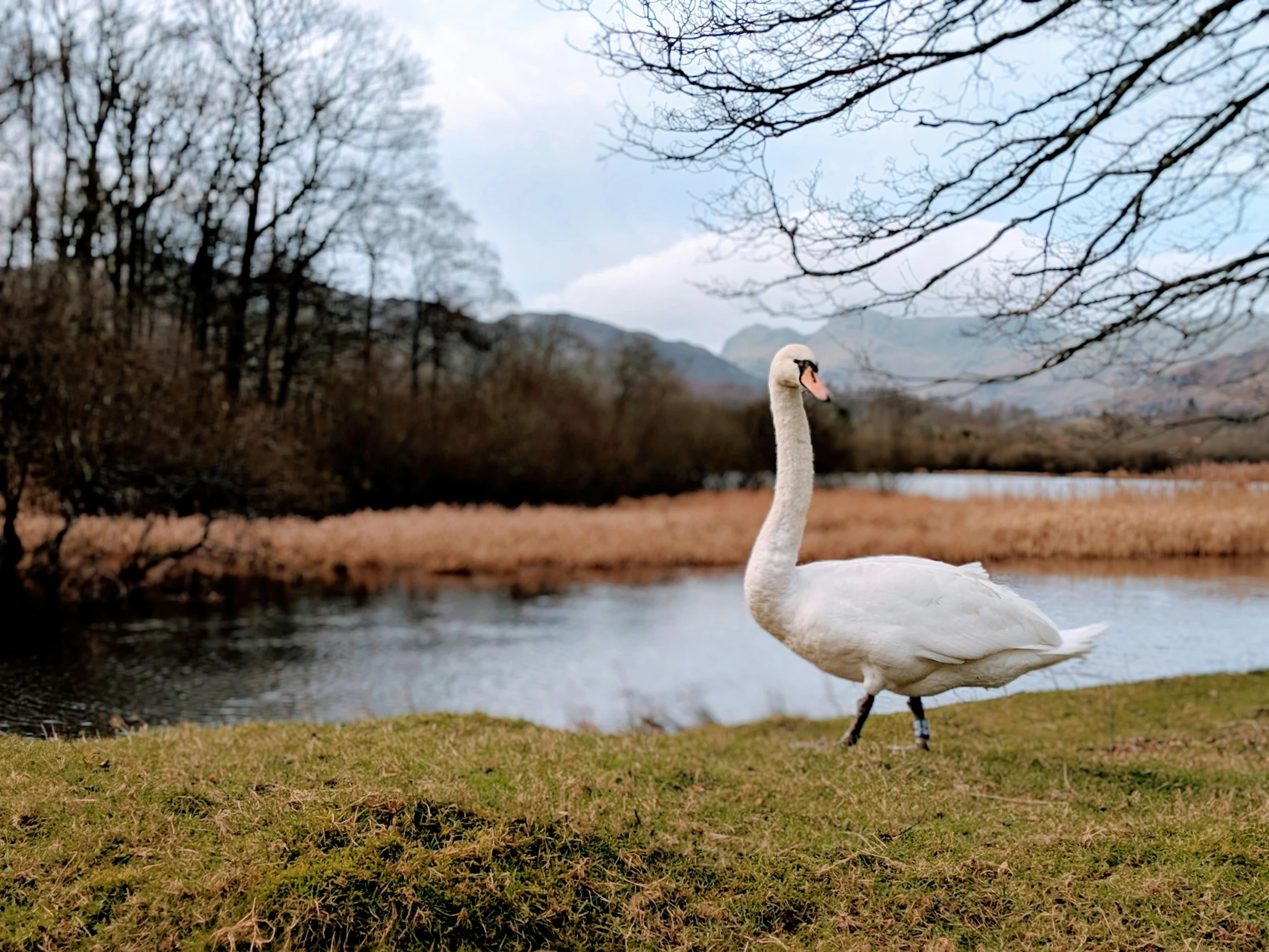 a white swan standing on top of a lush green field, pexels contest winner, near a lake, wales, january, rounded beak