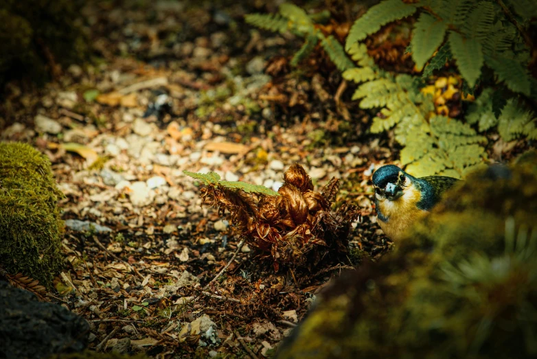 a small blue bird sitting on top of a forest floor, a tilt shift photo, pexels contest winner, fungus and plants, slide show, photo-realistic unreal engine, blue and yellow fauna