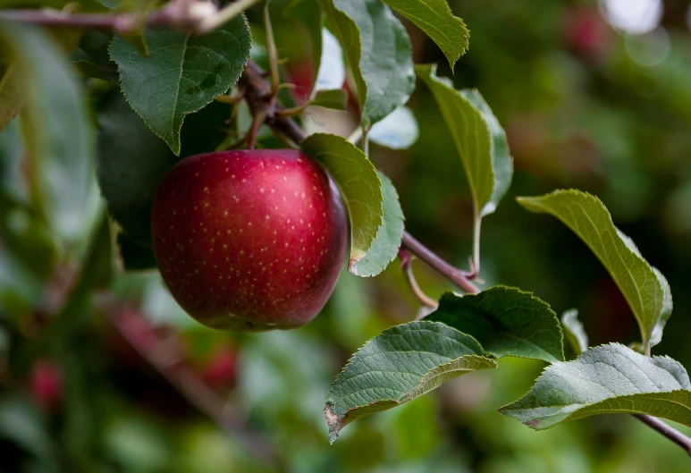 a close up of a red apple on a tree, by David Simpson, pexels, 2 5 6 x 2 5 6 pixels, lowshot, high quality photo, no cropping