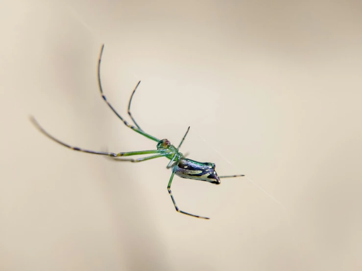 a green spider sitting on top of a spider web, unsplash, arabesque, tank with legs, with long antennae, multi - coloured, david hardy