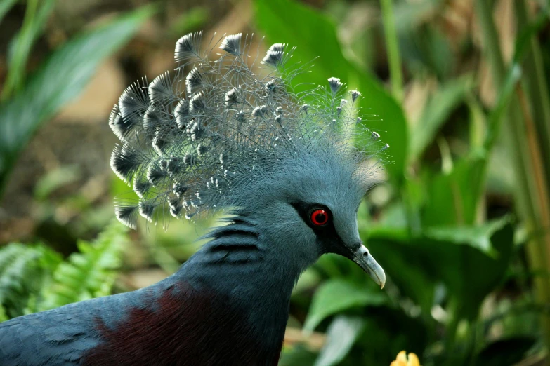 a close up of a bird with a feather on it's head, pexels contest winner, hurufiyya, heavily ornamental, with a mohawk, family photo, diadem