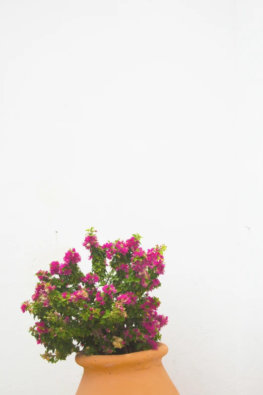 a potted plant in front of a white wall, unsplash, purple flower trees, south beach colors, white bg, up there