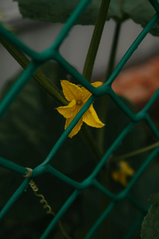 a yellow flower is growing through a fence, inspired by Elsa Bleda, color ( sony a 7 r iv, green, medium poly, jasmine