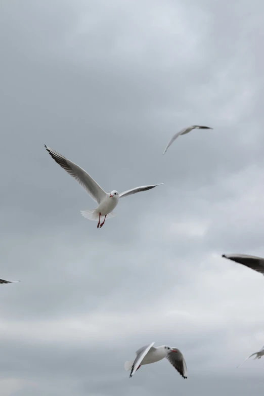 a flock of seagulls flying through a cloudy sky, by Jan Pynas, maryport, low quality photo, three birds flying around it, eyes!