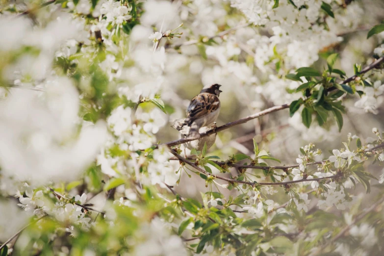 a small bird sitting on top of a tree branch, unsplash, romanticism, swarming in flowers, 2000s photo, fan favorite, cottagecore