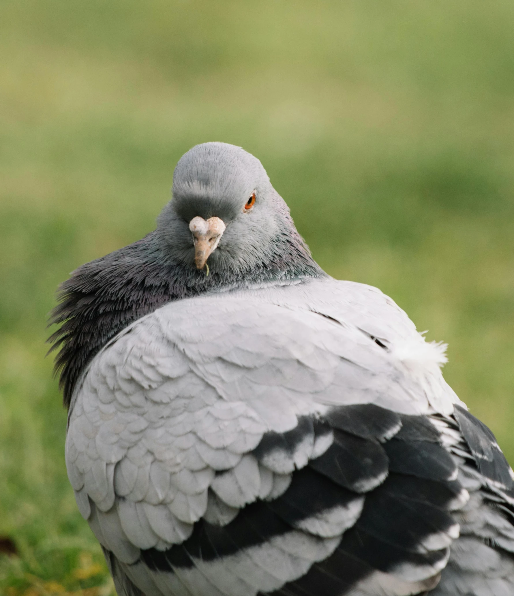 a pigeon that is standing in the grass, pexels contest winner, hurufiyya, resting on chest, grey ears, today\'s featured photograph 4k, full faced