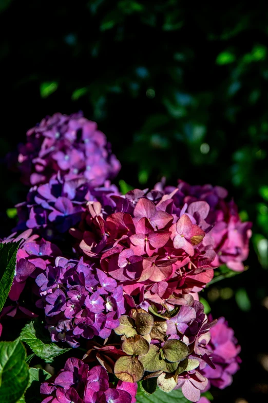 a close up of a bunch of purple flowers, color ( sony a 7 r iv, hydrangea, deep shadows and colors, vivid)