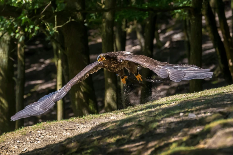 a bird that is flying in the air, by Jan Tengnagel, raptors, prowling through the forest, museum quality photo, no cropping