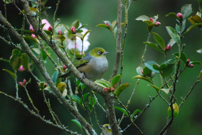 a small bird sitting on top of a tree branch, pexels contest winner, hurufiyya, japan lush forest, olive, gold and green, blossoming