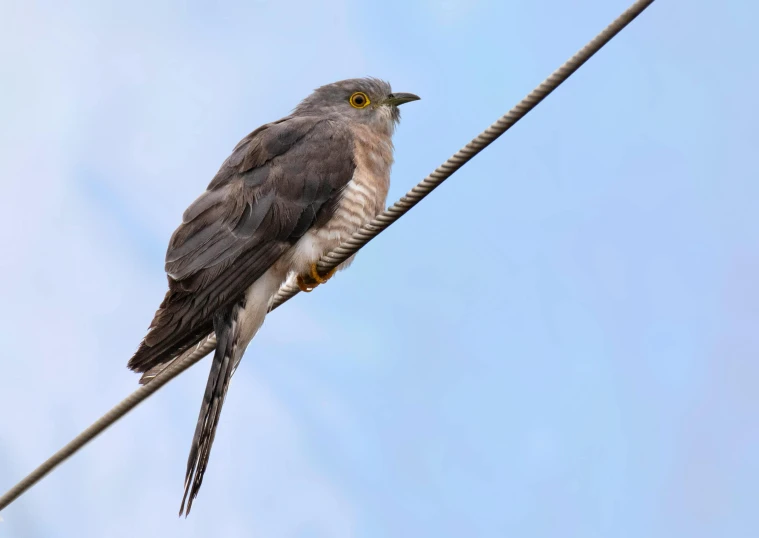 a bird that is sitting on a wire, flat triangle - shaped head, grey-eyed, hawk, profile image