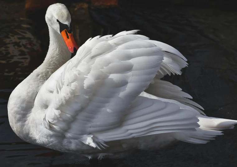 a white swan floating on top of a body of water, by Jan Tengnagel, pexels contest winner, arabesque, covered in feathers, 🦩🪐🐞👩🏻🦳, traditional beauty, high detail 4 k