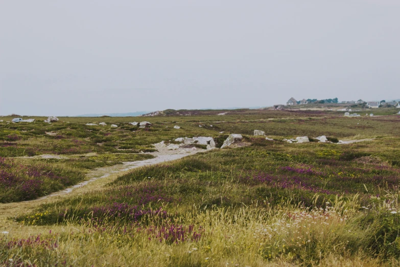 a dirt road running through a lush green field, by Rachel Reckitt, unsplash, les nabis, rocky seashore, purple roofs, with soft bushes, northern france