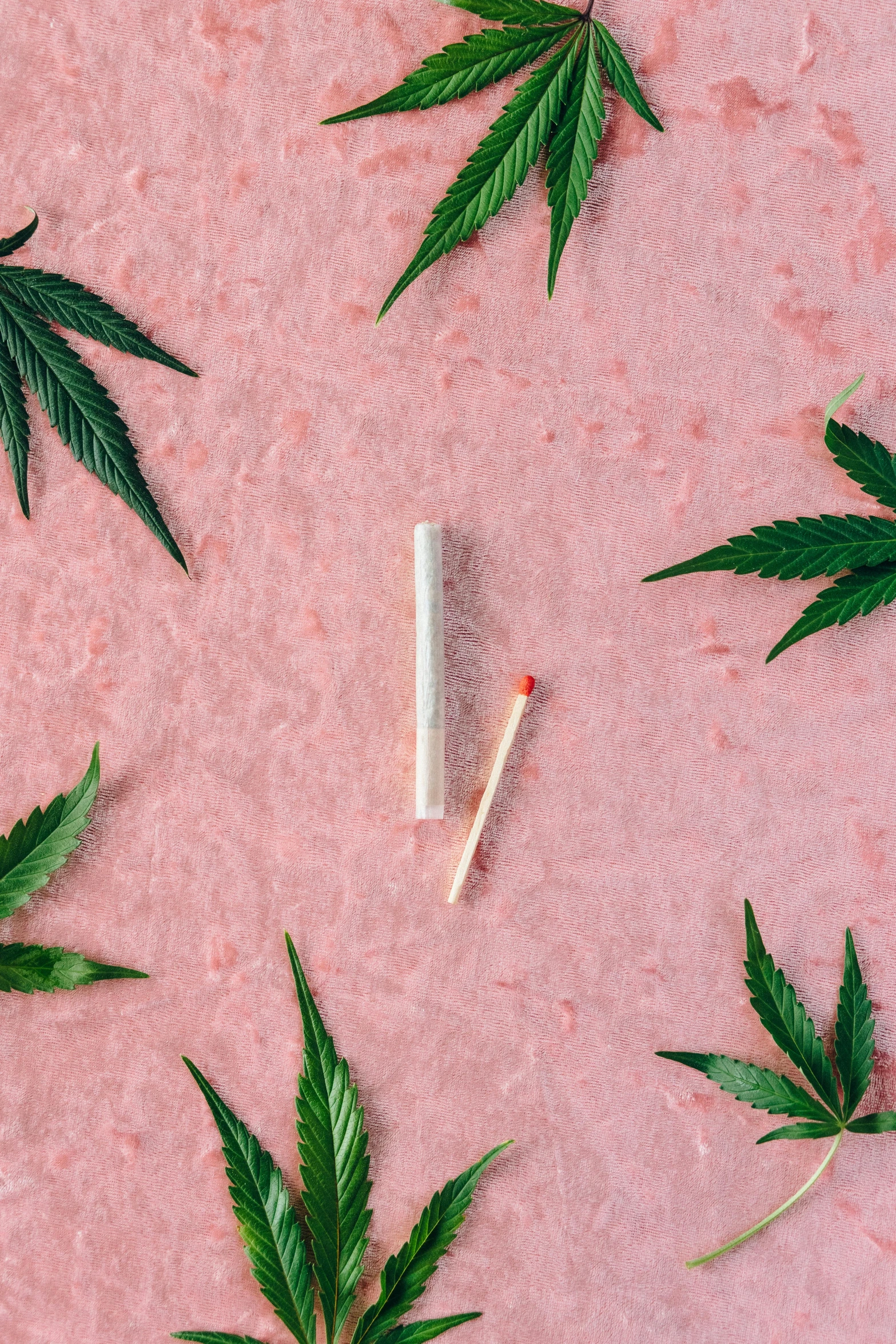 a bunch of marijuana leaves on a pink surface, a picture, inspired by Elsa Bleda, trending on pexels, conceptual art, lipstick, made of bamboo, thumbnail, single long stick