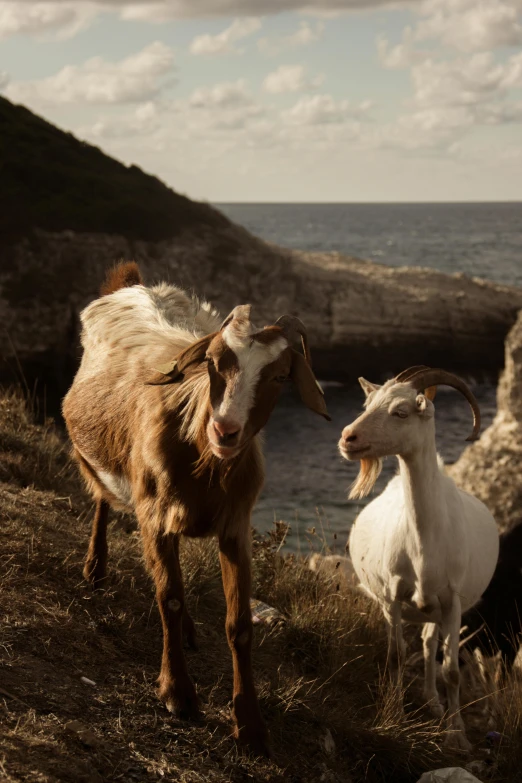 a couple of goats standing on top of a grass covered hillside, by Daniel Seghers, trending on unsplash, renaissance, croatian coastline, warm light, grain”