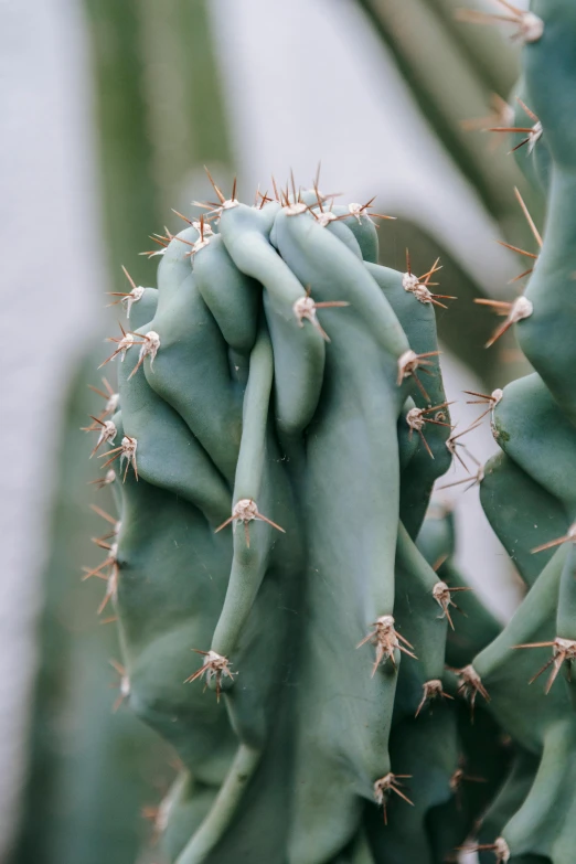 a close up of a green cactus plant, a macro photograph, inspired by Elsa Bleda, trending on pexels, elongated arms, grey, made of glazed, made of cactus spines