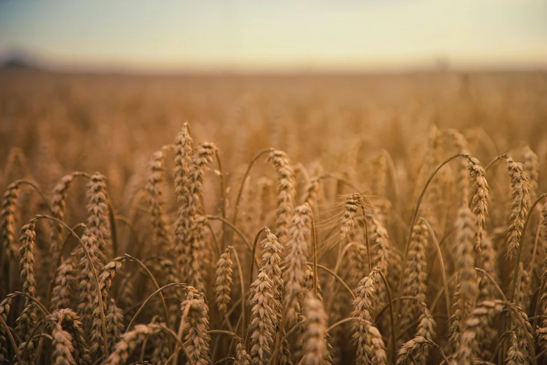 a field of wheat with a blue sky in the background, an album cover, by Carey Morris, unsplash, medium format. soft light, 1940s photo, colour photograph, brown