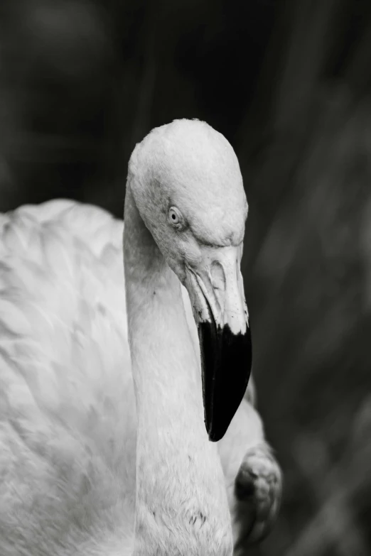 a black and white photo of a flamingo, by Dave Melvin, white skin and reflective eyes, concerned expression, liam, rounded beak