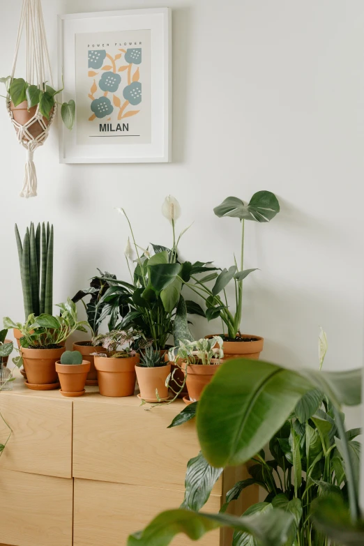 a wooden dresser topped with lots of potted plants, inspired by Eden Box, trending on unsplash, studio shot, soft shade, thriving ecosystem, center of picture