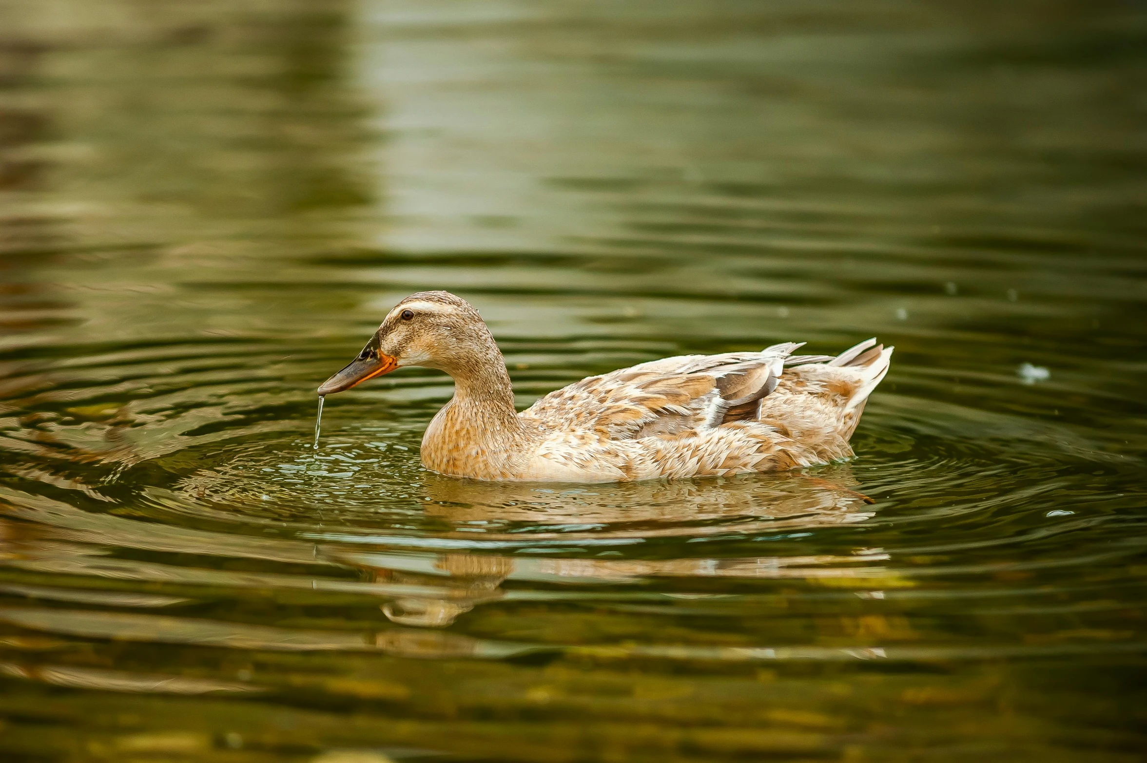 a duck that is swimming in some water, by Jacob Duck, unsplash, fan favorite, brown water, piping, idyllic