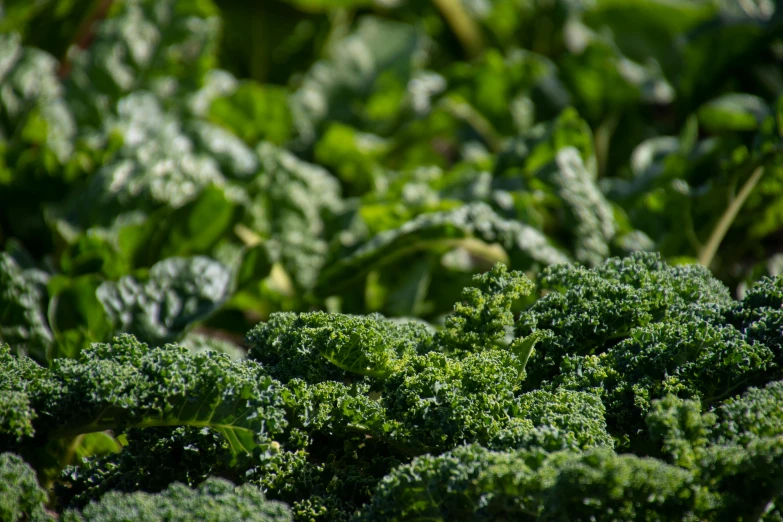 a close up of a bunch of green vegetables, by Jesper Knudsen, pixabay, precisionism, fan favorite, on a sunny day, shot on sony a 7 iii, farming