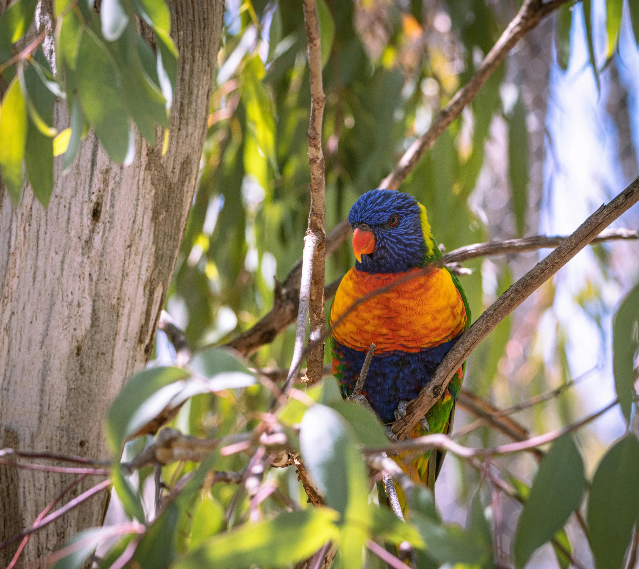 a colorful bird sitting on top of a tree branch, a portrait, pexels contest winner, australian bush, 🦩🪐🐞👩🏻🦳, sitting under a tree, on a bright day