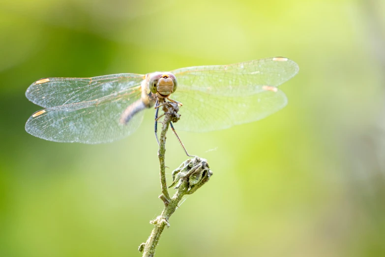 a close up of a dragonfly on a twig, by Adam Marczyński, pexels contest winner, hurufiyya, on a bright day, dof:-1, frontal pose, white