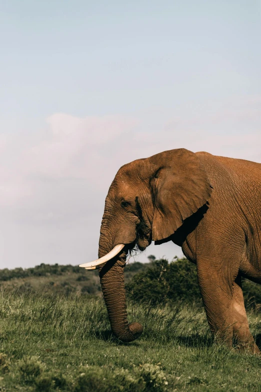 an elephant walking across a lush green field, by Will Ellis, unsplash contest winner, renaissance, unmistakably kenyan, sustainable materials, standing in the savannah, portrait of tall