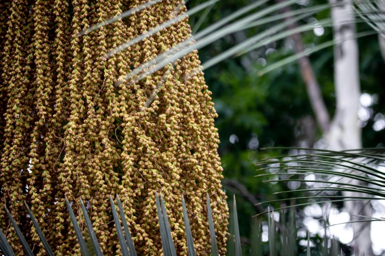 a bunch of bananas hanging from a palm tree, a digital rendering, unsplash, hurufiyya, beaded curtains, abundant fruition seeds, made of cactus spines, wearing gilded ribes