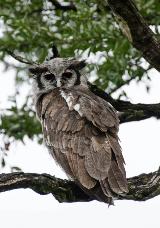 an owl sitting on top of a tree branch, slide show, grey skinned, large antennae, uncropped