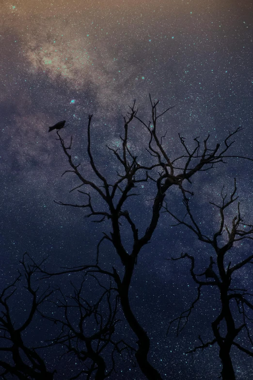 a bird sitting on top of a tree under a night sky, pexels contest winner, conceptual art, into darkest cosmos, dead trees, milky way nebula, dark. no text