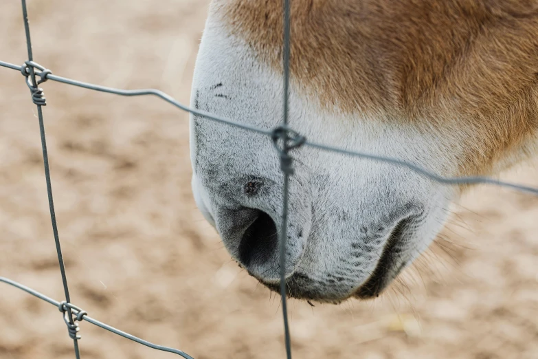 a close up of a horse behind a fence, square nose, 4k photo”, 4 k smooth, high-resolution