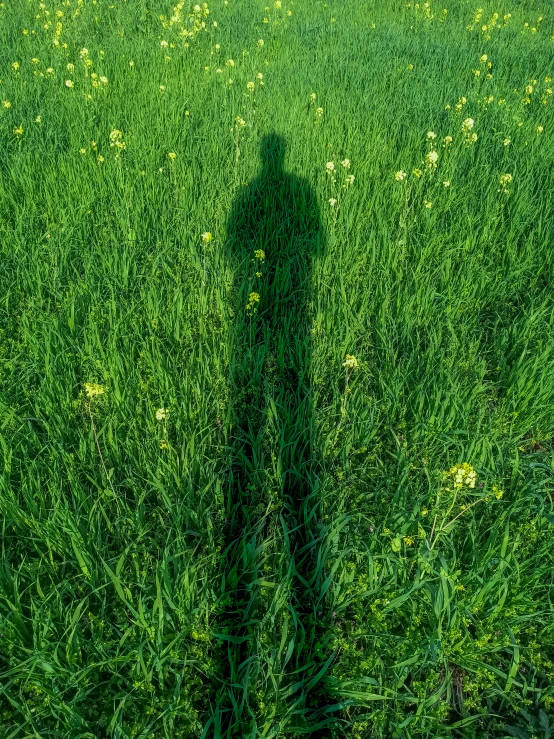 a shadow of a person standing in a field of grass, by Jan Rustem, 8k selfie photograph, full frame image