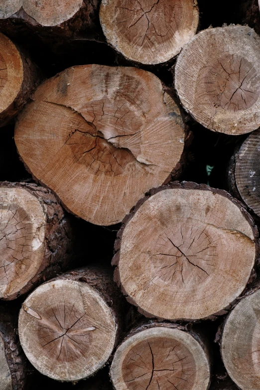 a pile of logs stacked on top of each other, profile image, round-cropped, oscar winning, botanical