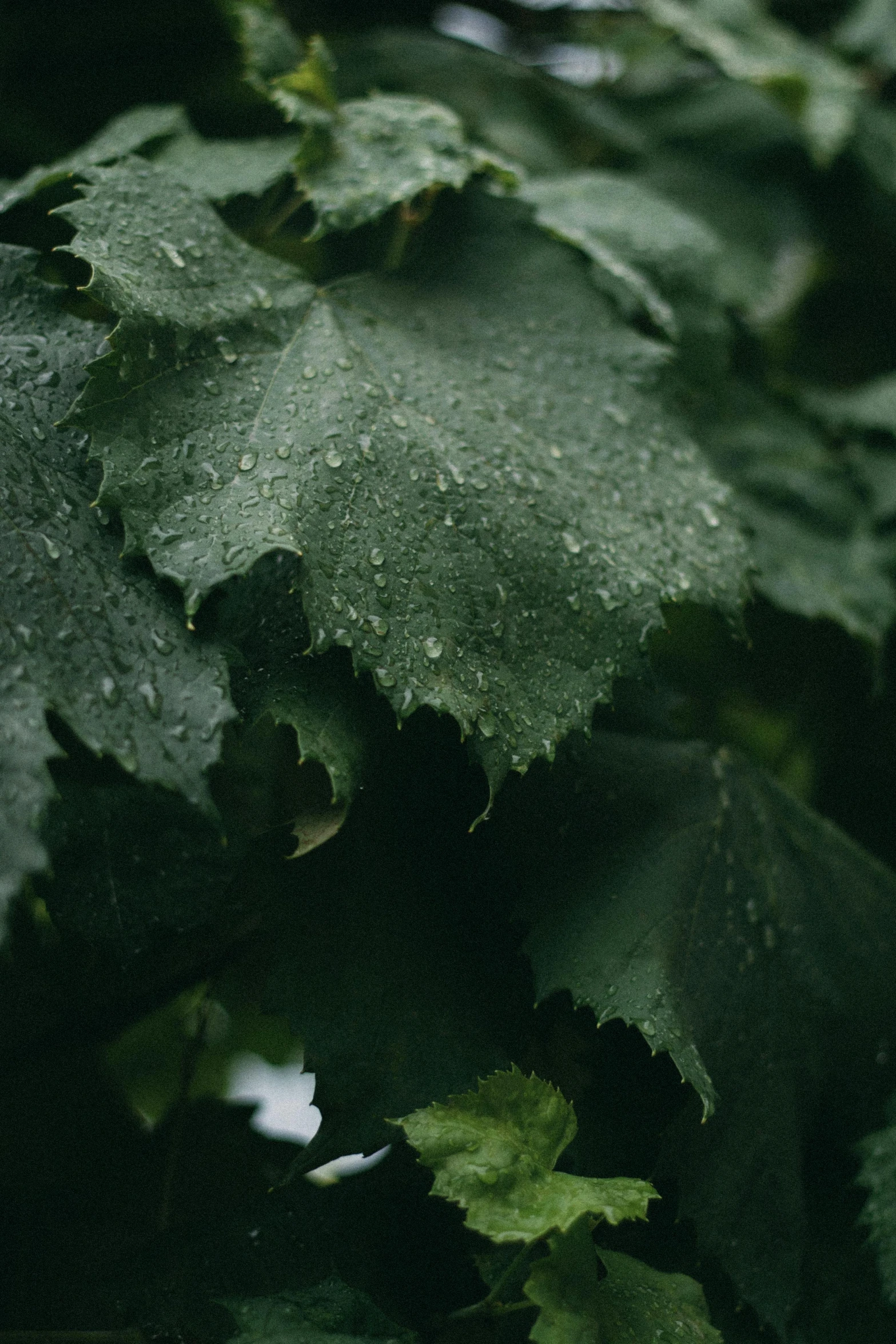 a close up of a bunch of green leaves, by Attila Meszlenyi, unsplash, overcast! cinematic focus, vineyard, wet surface, background image