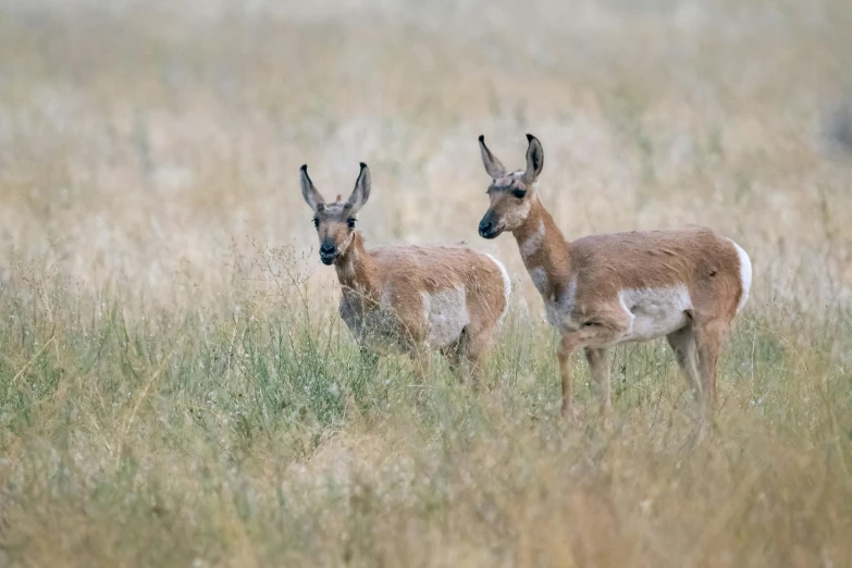 a couple of antelope standing on top of a grass covered field, unsplash, renaissance, wyoming, multiple stories, close - up photo, dan eder