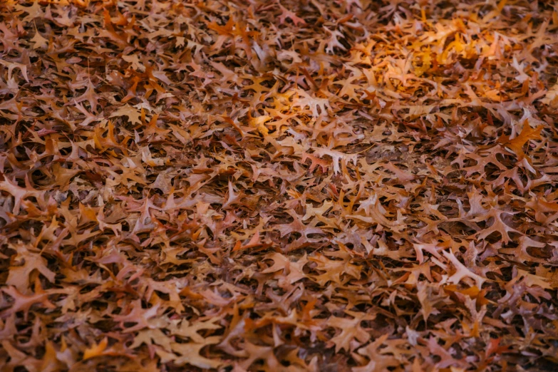 a fire hydrant sitting on top of a pile of leaves, by Matt Cavotta, pexels, visual art, moist brown carpet, some zoomed in shots, 1 6 x 1 6, oak leaves