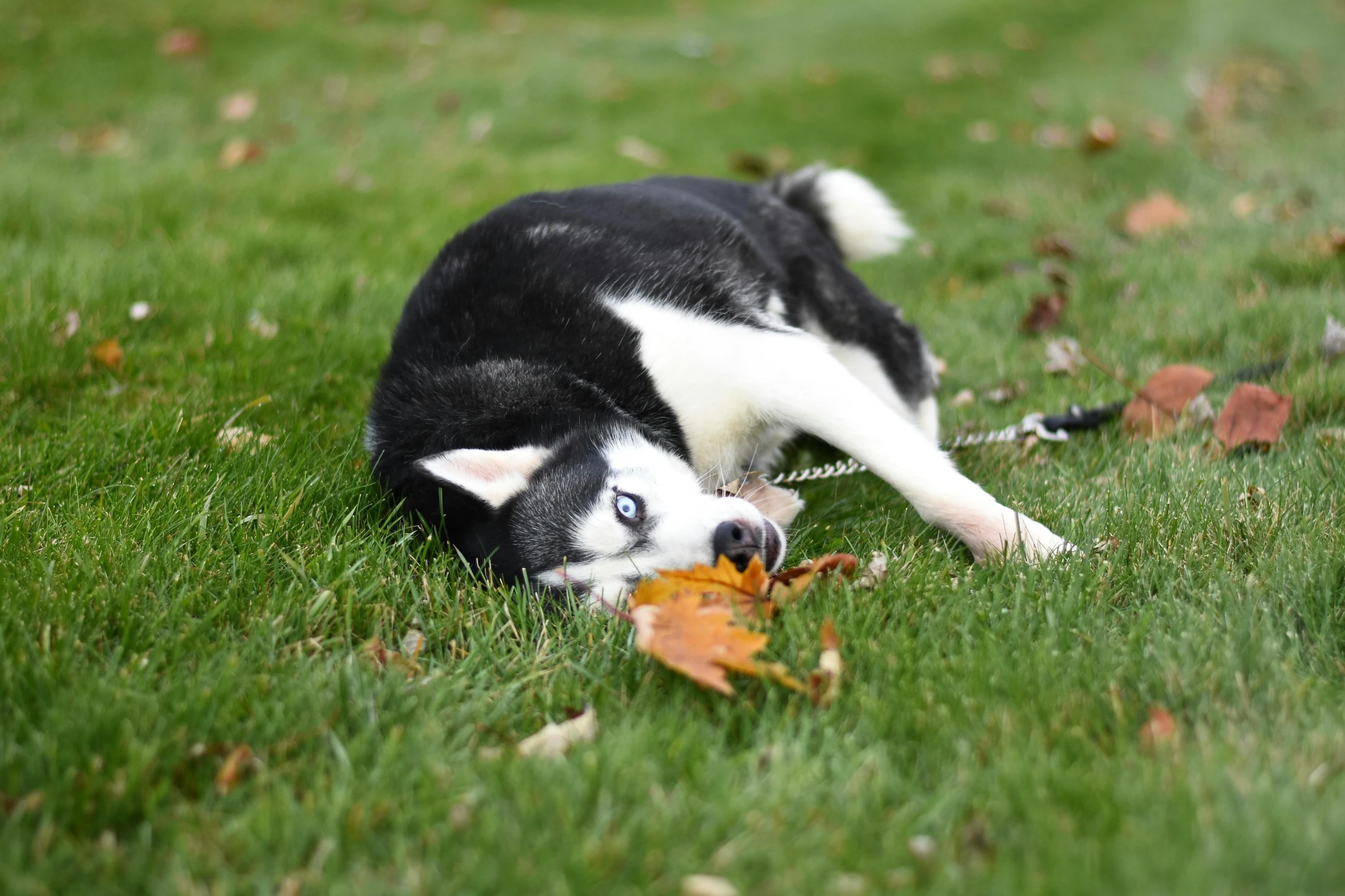 a black and white dog laying on top of a lush green field, unsplash, bauhaus, covered in fallen leaves, husky, in an action pose, programming