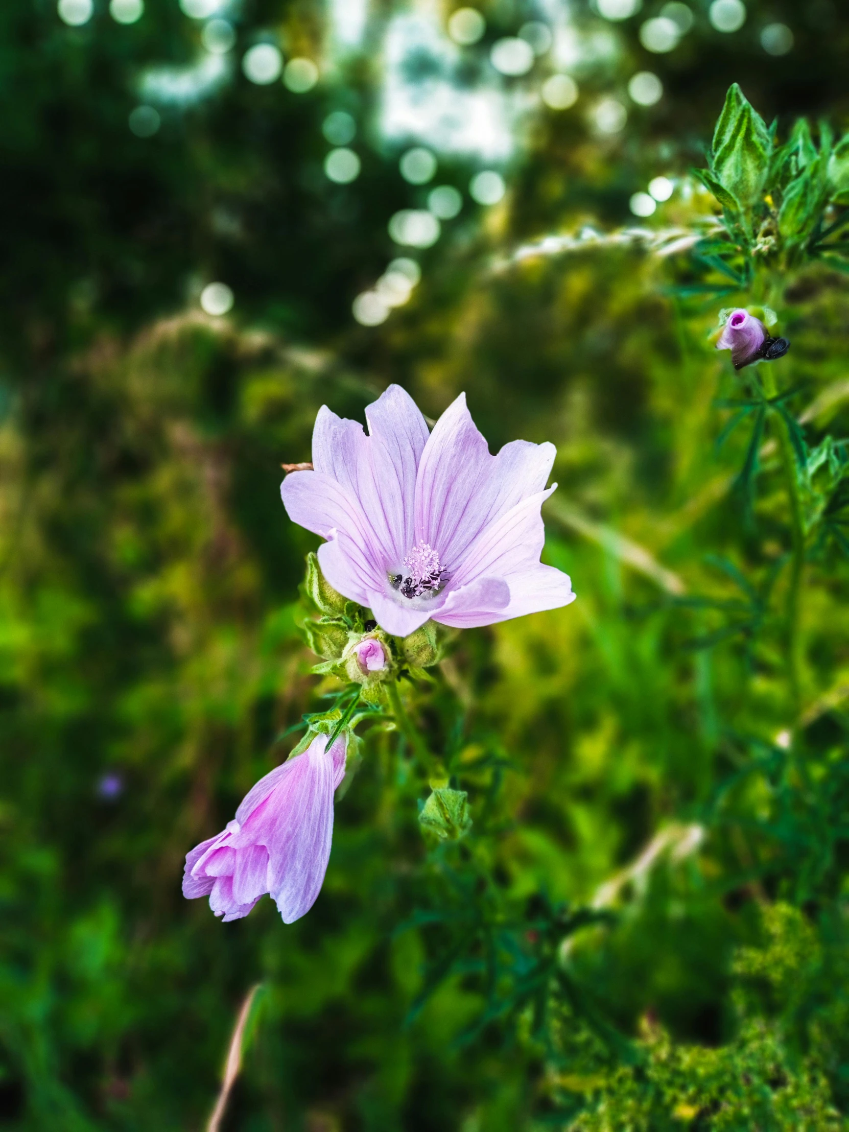 a purple flower sitting on top of a lush green field, a picture, by Jan Rustem, unsplash, light pink tonalities, taken on iphone 14 pro, cosmos, 2 4 mm iso 8 0 0 color