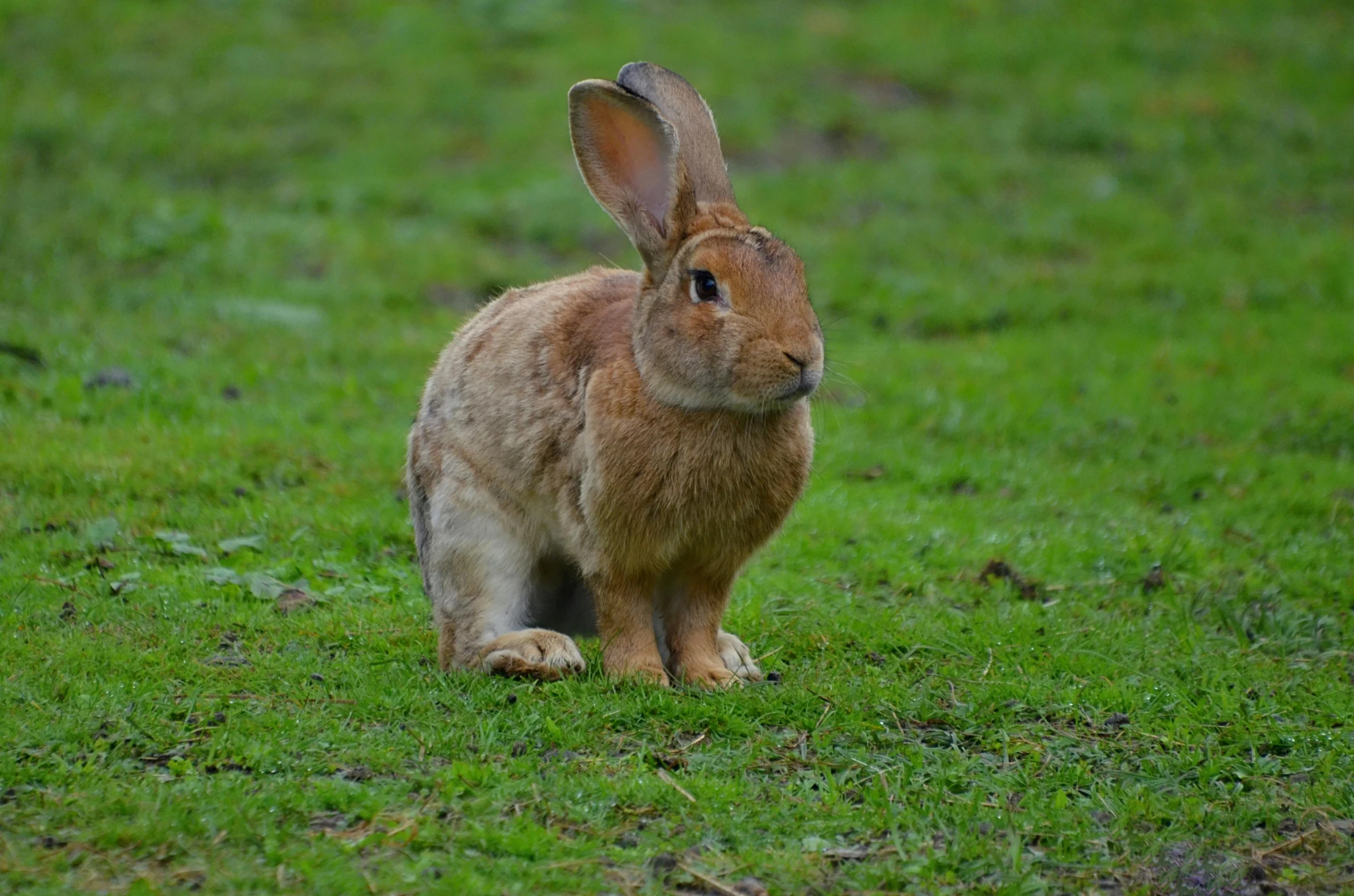 a brown rabbit sitting on top of a lush green field