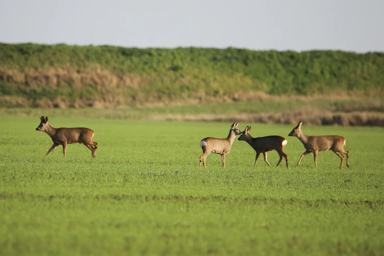 a herd of deer walking across a lush green field, sparsely populated, game, getty images, high quality picture