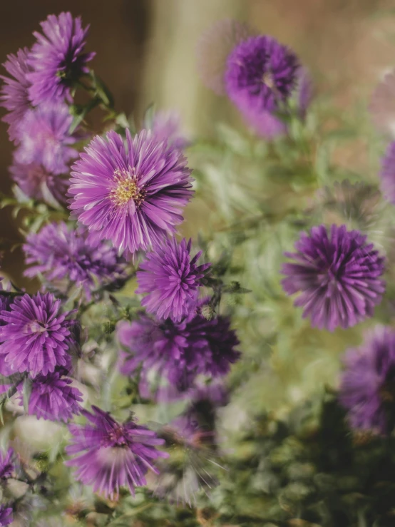 a bunch of purple flowers sitting on top of a table, inspired by Elsa Bleda, pexels contest winner, wild foliage, background image, parks and gardens, portrait mode photo