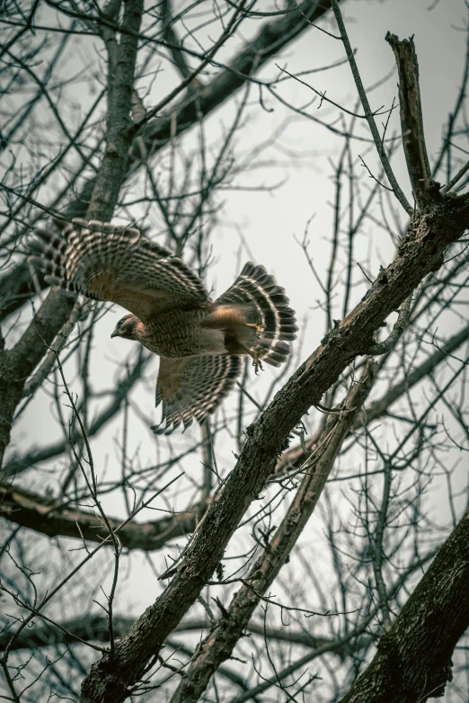 a bird that is sitting in a tree, by Greg Rutkowski, pexels contest winner, hawk wings, at takeoff, grainy quality, high angle