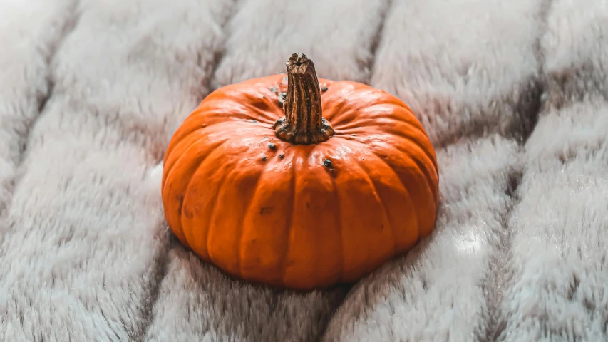 a small orange pumpkin sitting on top of a fur rug, pexels contest winner, hurufiyya, holiday season, well edited, synthetic fur, fall