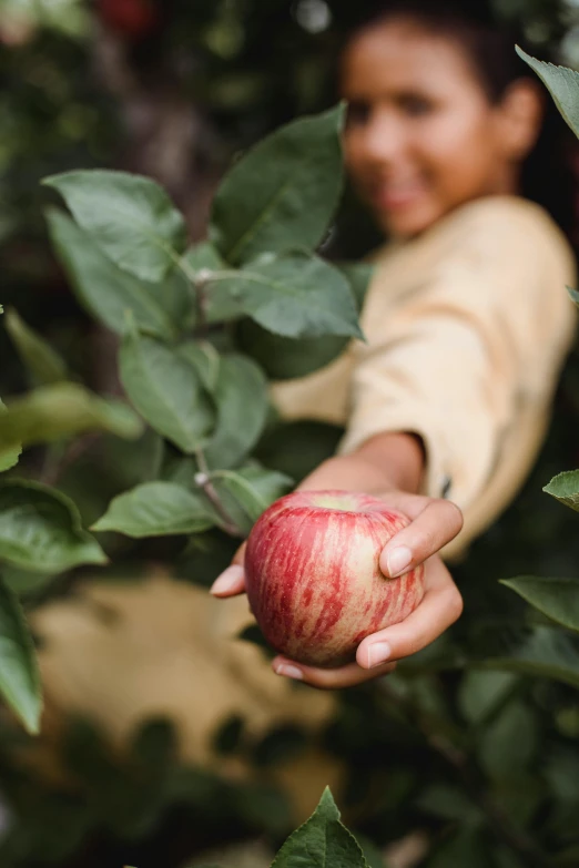 a person picking an apple from a tree, by Julia Pishtar, trending on unsplash, renaissance, sri lanka, grain”, full frame image, high quality product image”