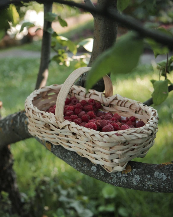 a basket of raspberries hanging from a tree, inspired by Jane Nasmyth, happening, handcrafted, exquisite handle, mini amphitheatre, carefully crafted