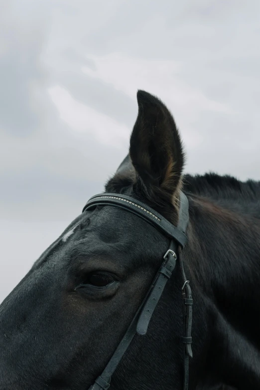 a close up of a horse's head with a cloudy sky in the background, by Attila Meszlenyi, trending on unsplash, 8 k film still, grey sky, donkey ears, square nose